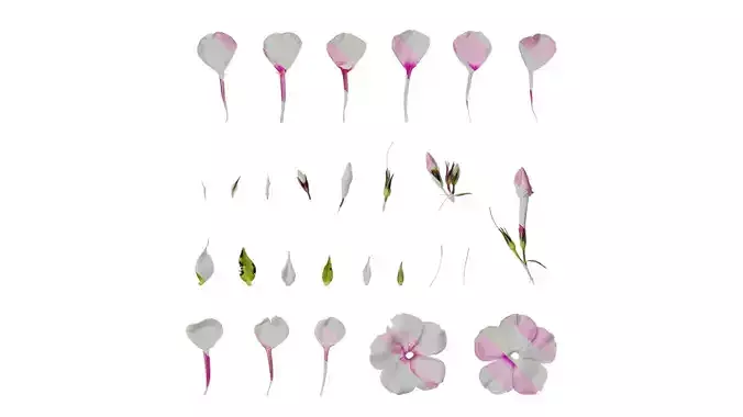 Anydrafts Phlox paniculata Flower 05