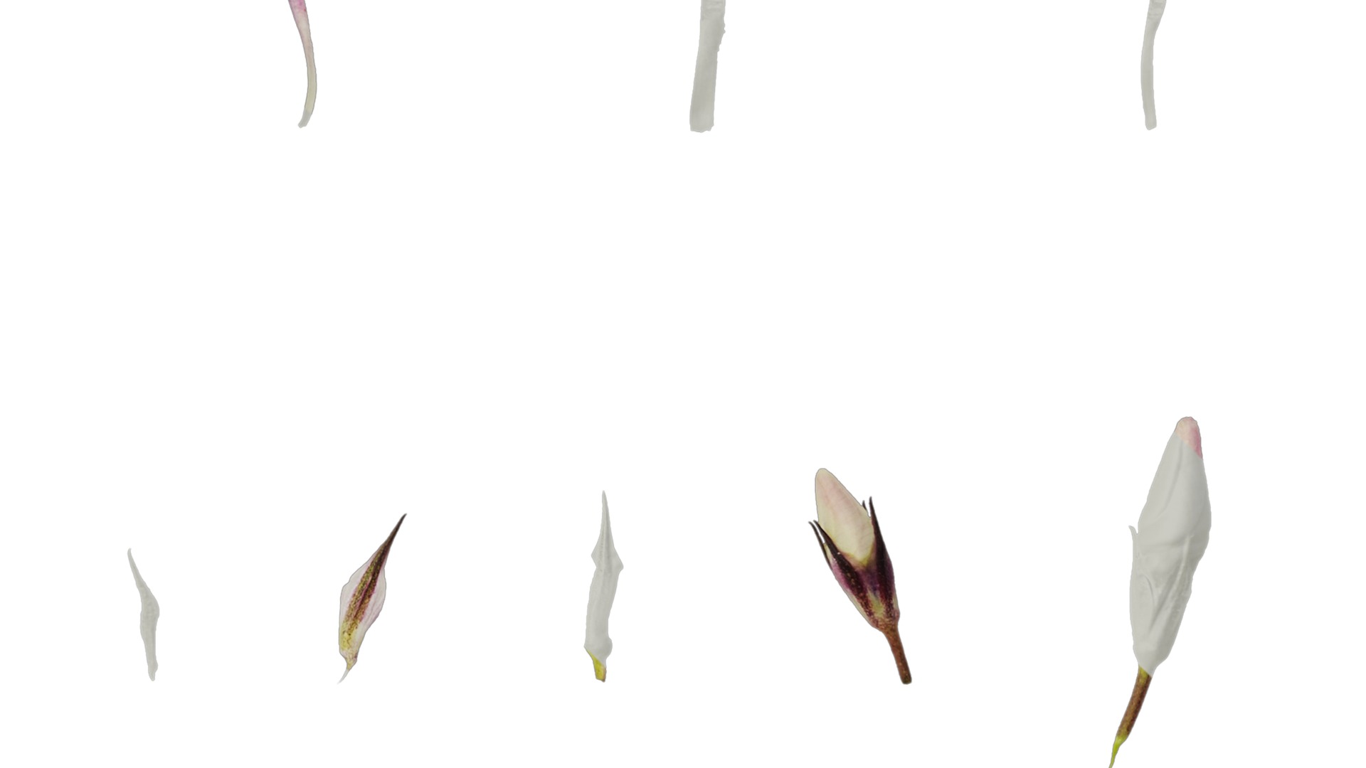 Anydrafts Phlox paniculata Flower 05 Texture_3