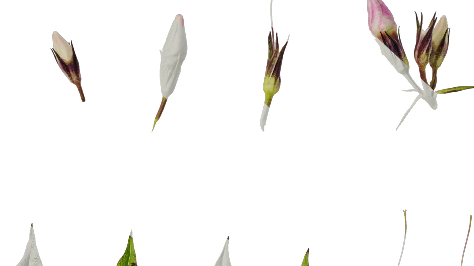 Anydrafts Phlox paniculata Flower 05 Texture_7