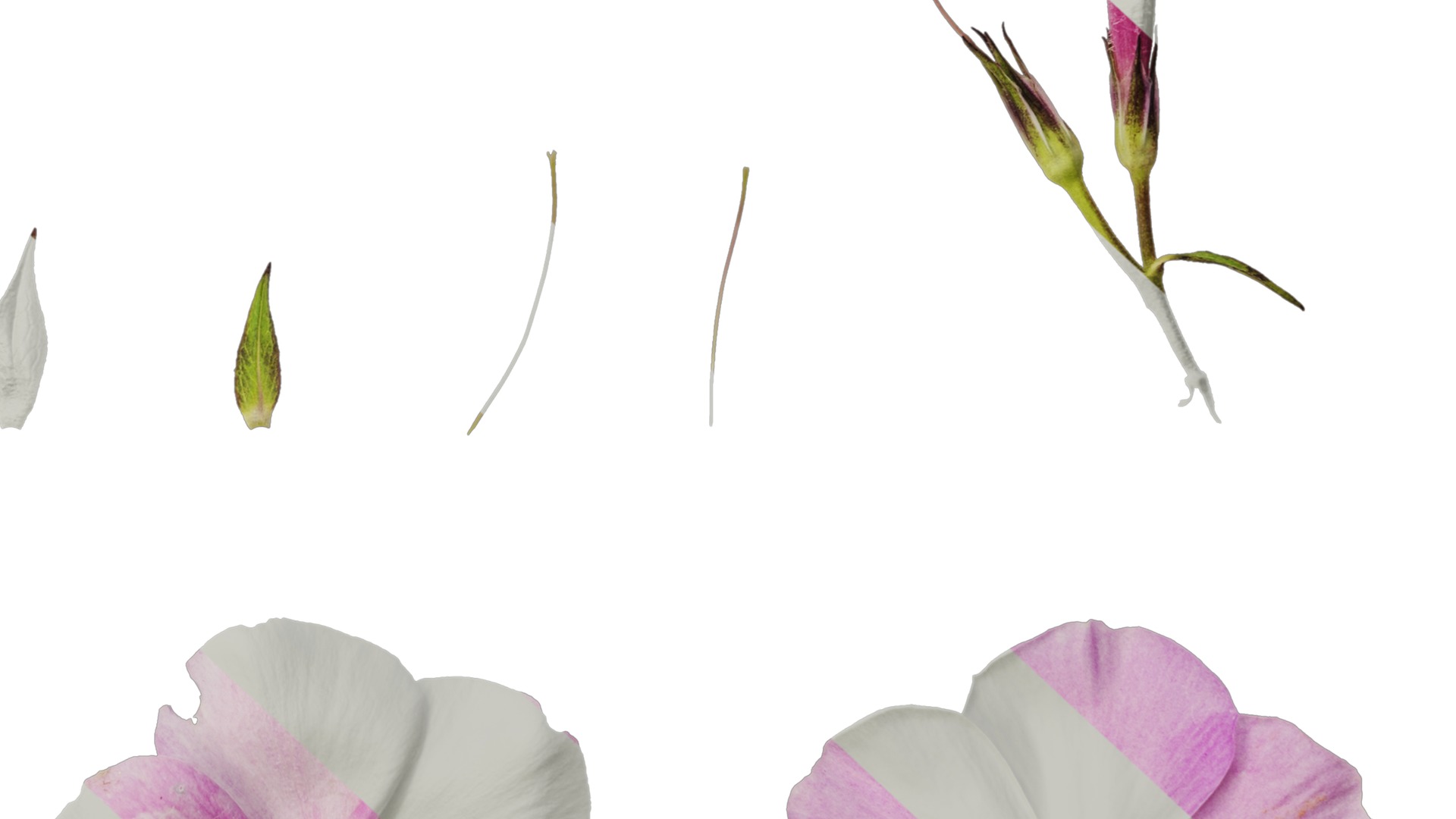 Anydrafts Phlox paniculata Flower 05 Texture_6