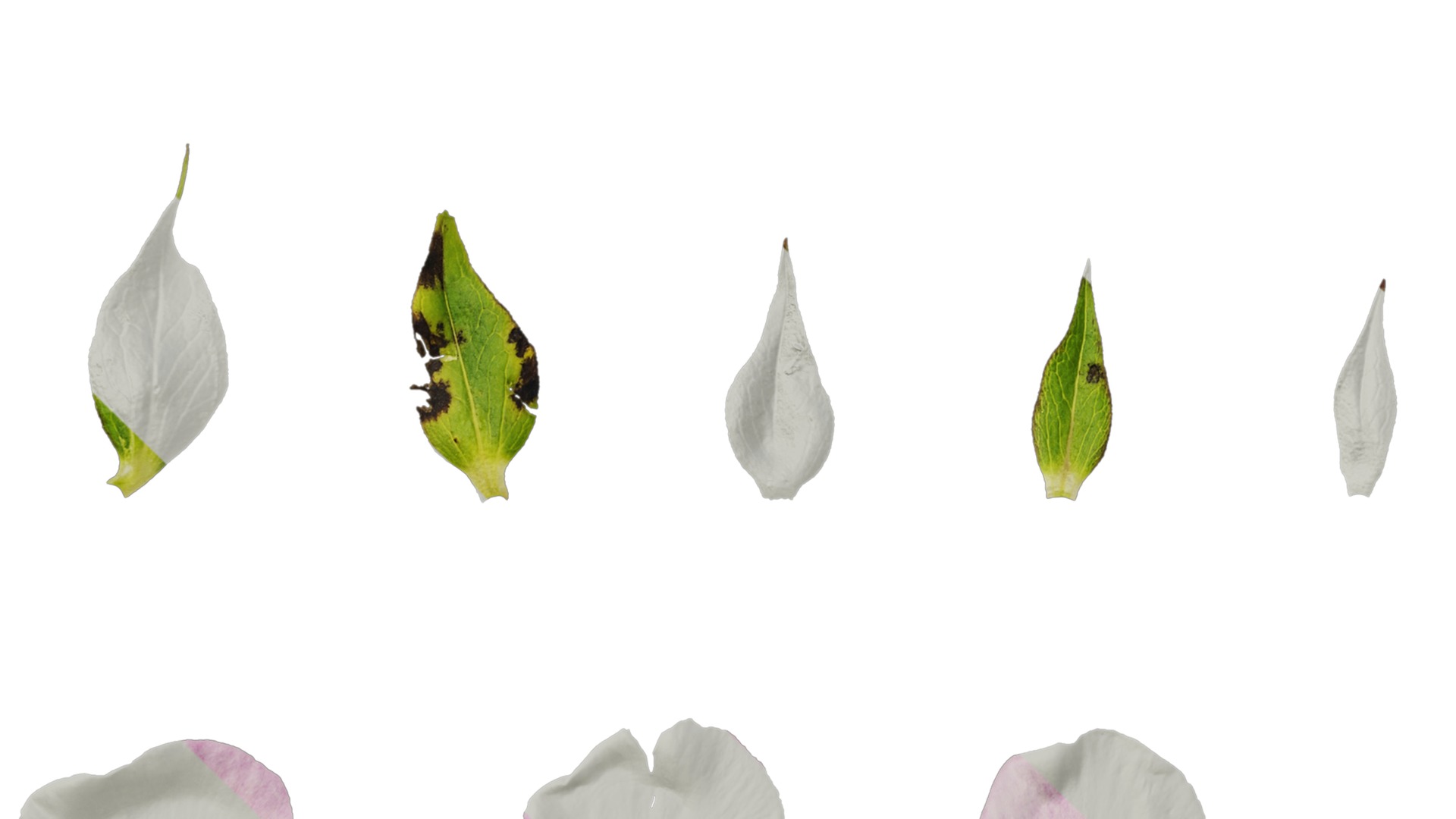 Anydrafts Phlox paniculata Flower 05 Texture_5