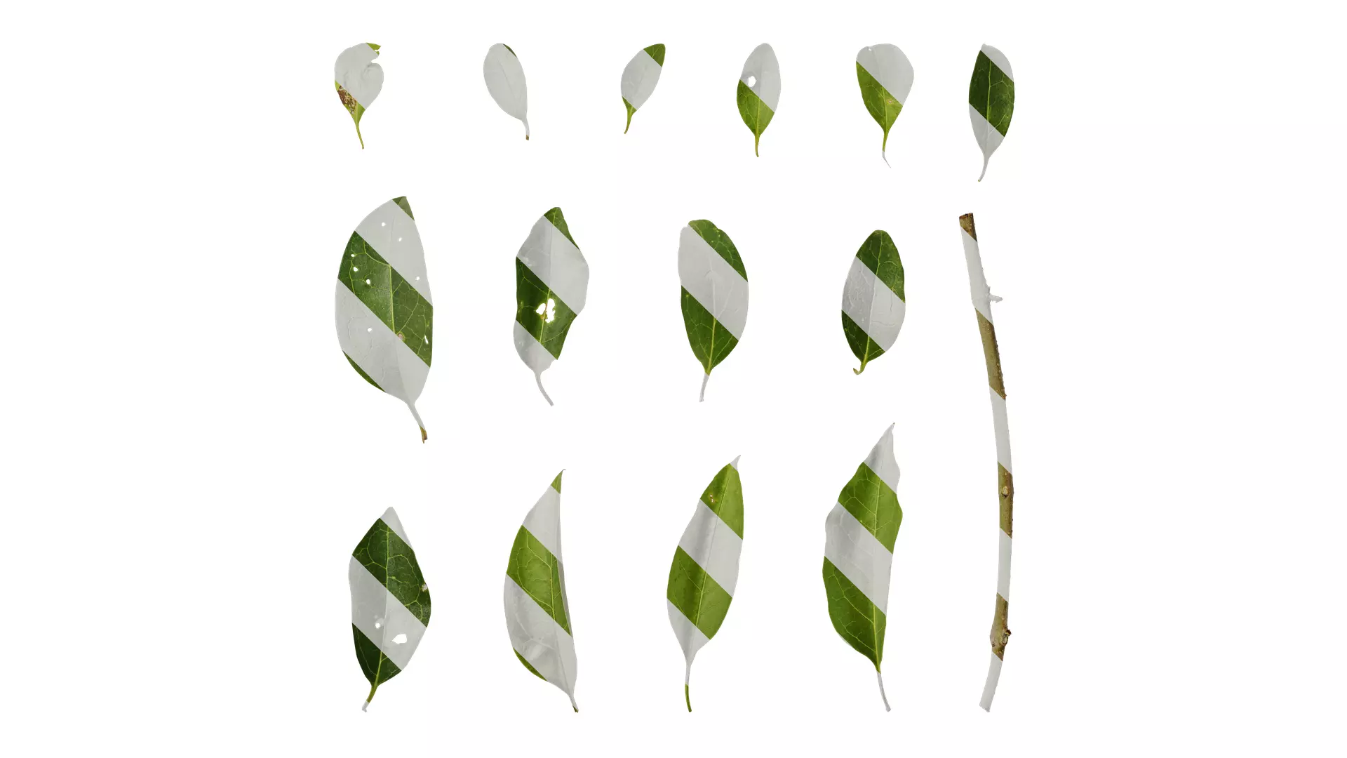 Anydrafts Ligustrum compactum Leaf 02 Texture