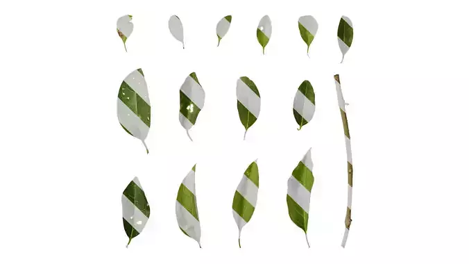 Anydrafts Ligustrum compactum Leaf 02