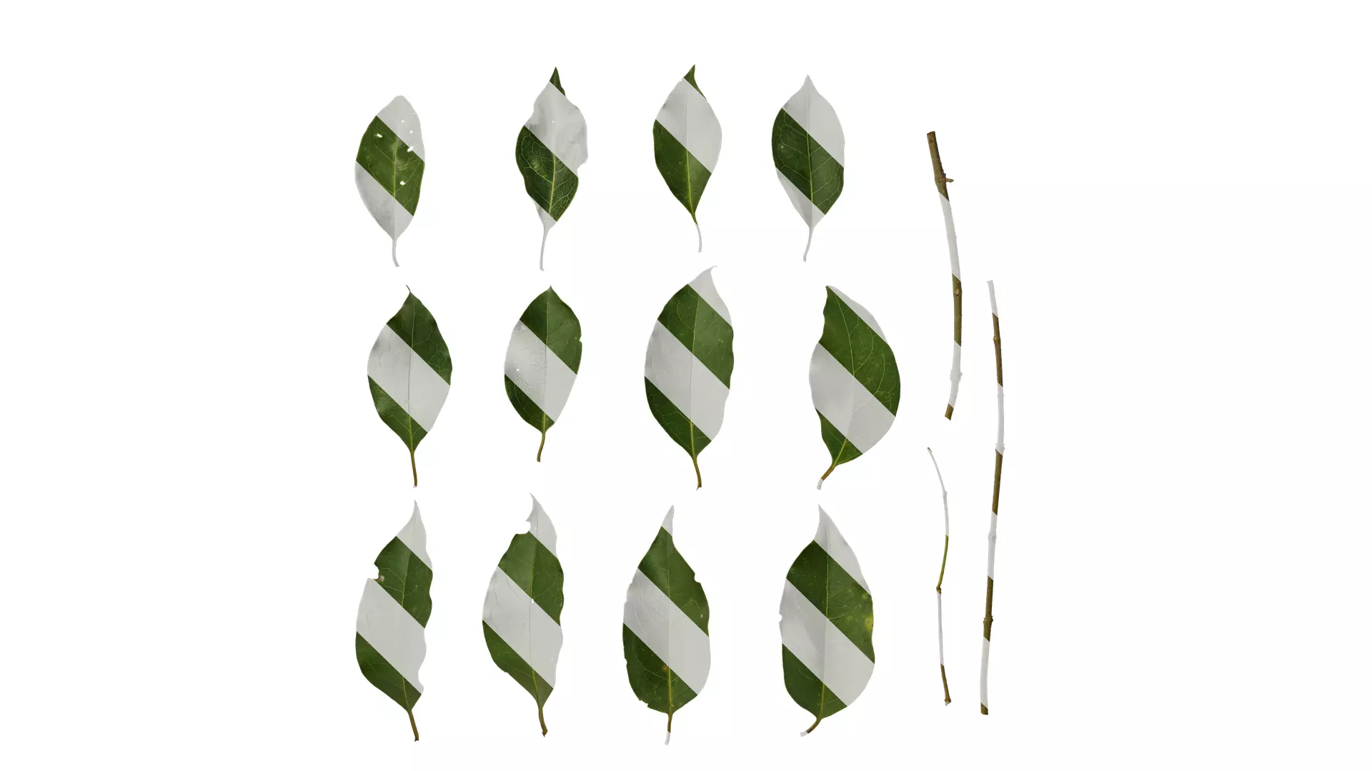 Anydrafts Ligustrum compactum Leaf 03 Texture