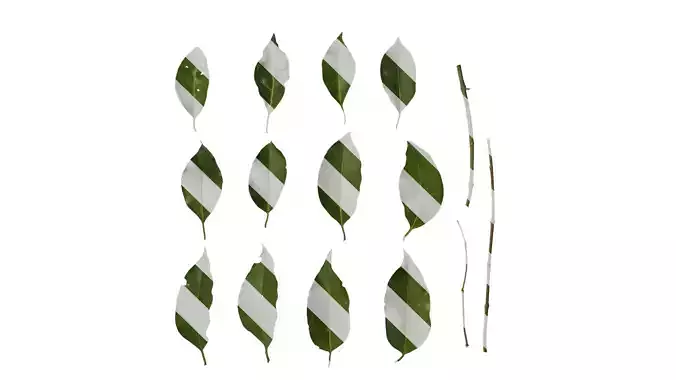 Anydrafts Ligustrum compactum Leaf 03 Texture