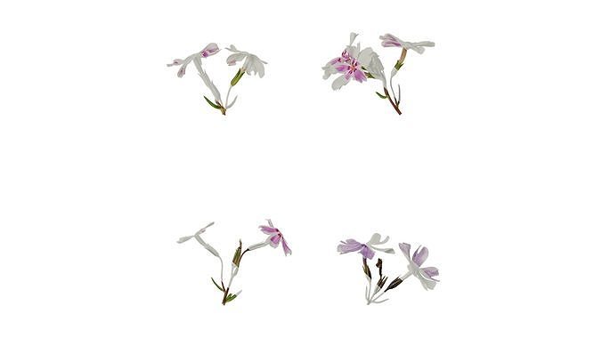 Anydrafts Phlox subulata Atlas 02 Texture
