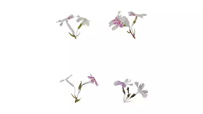 Anydrafts Phlox subulata Atlas 02