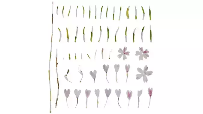 Anydrafts Phlox subulata Atlas 03