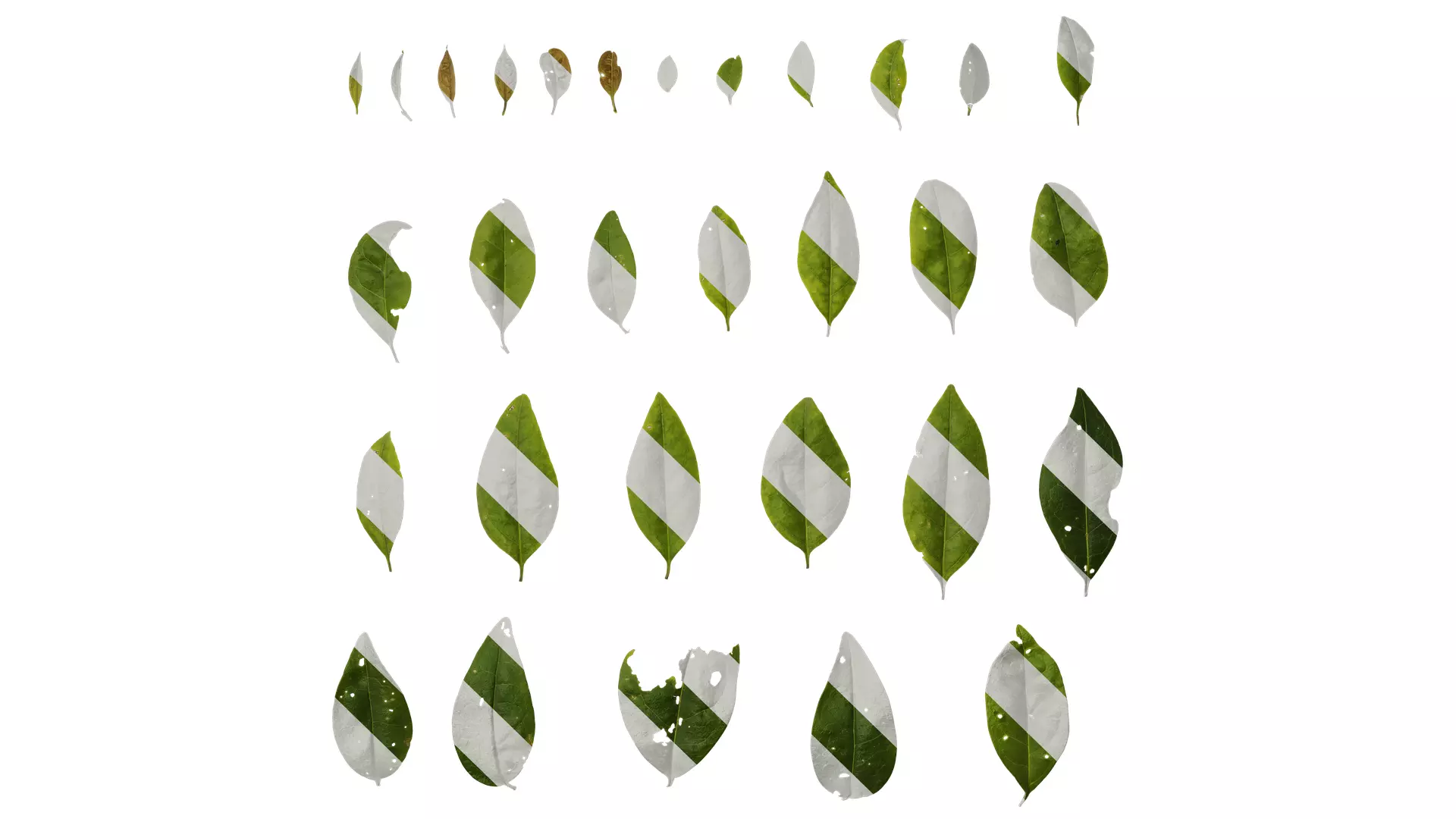 Anydrafts Ligustrum compactum Leaf 09 Texture