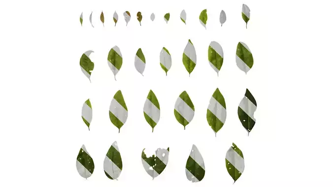 Anydrafts Ligustrum compactum Leaf 09