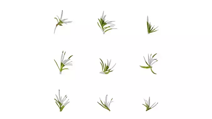 Anydrafts Phlox subulata Leaf 01