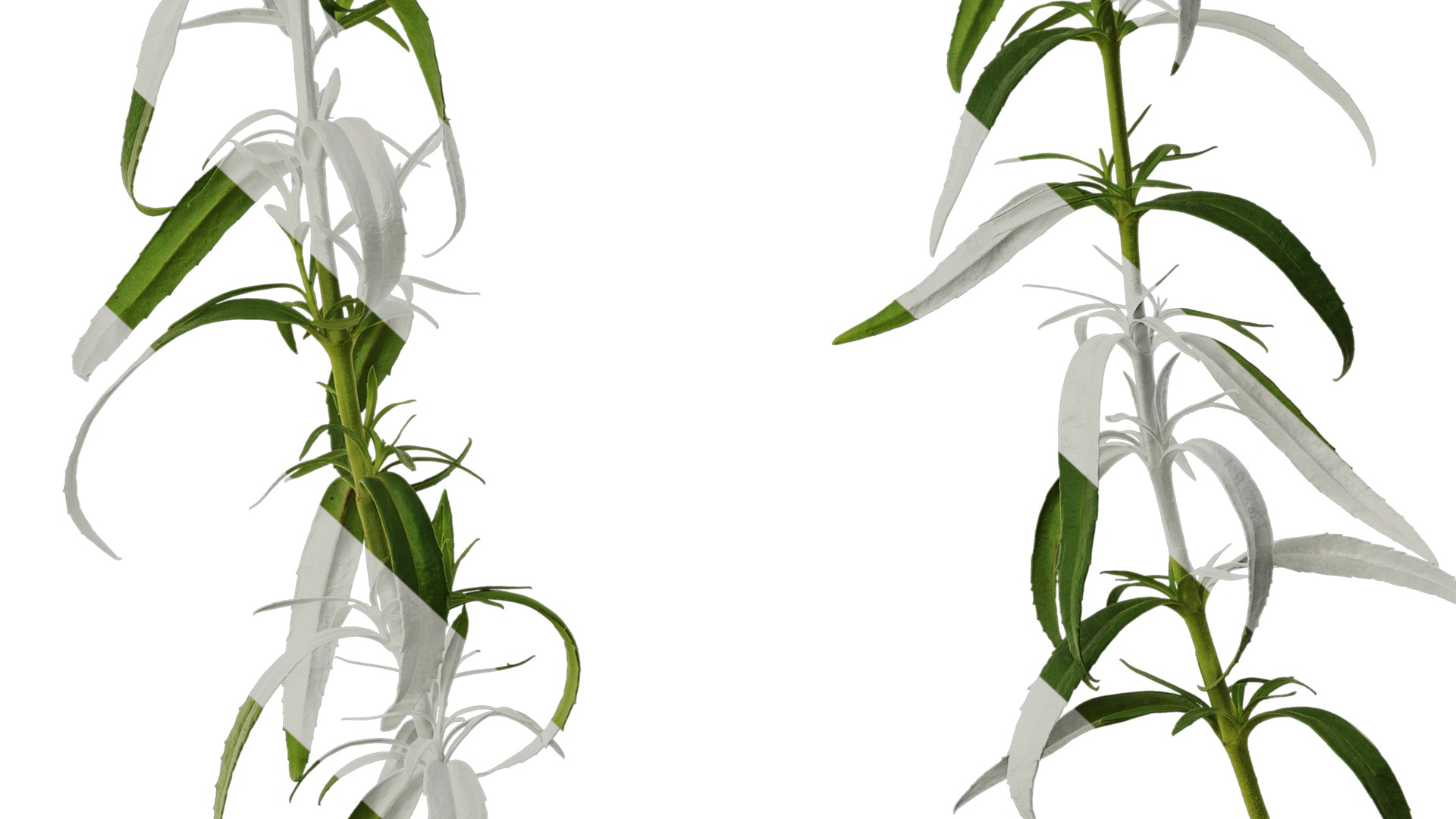 Anydrafts Physostegia virginiana Atlas 01 Texture_6