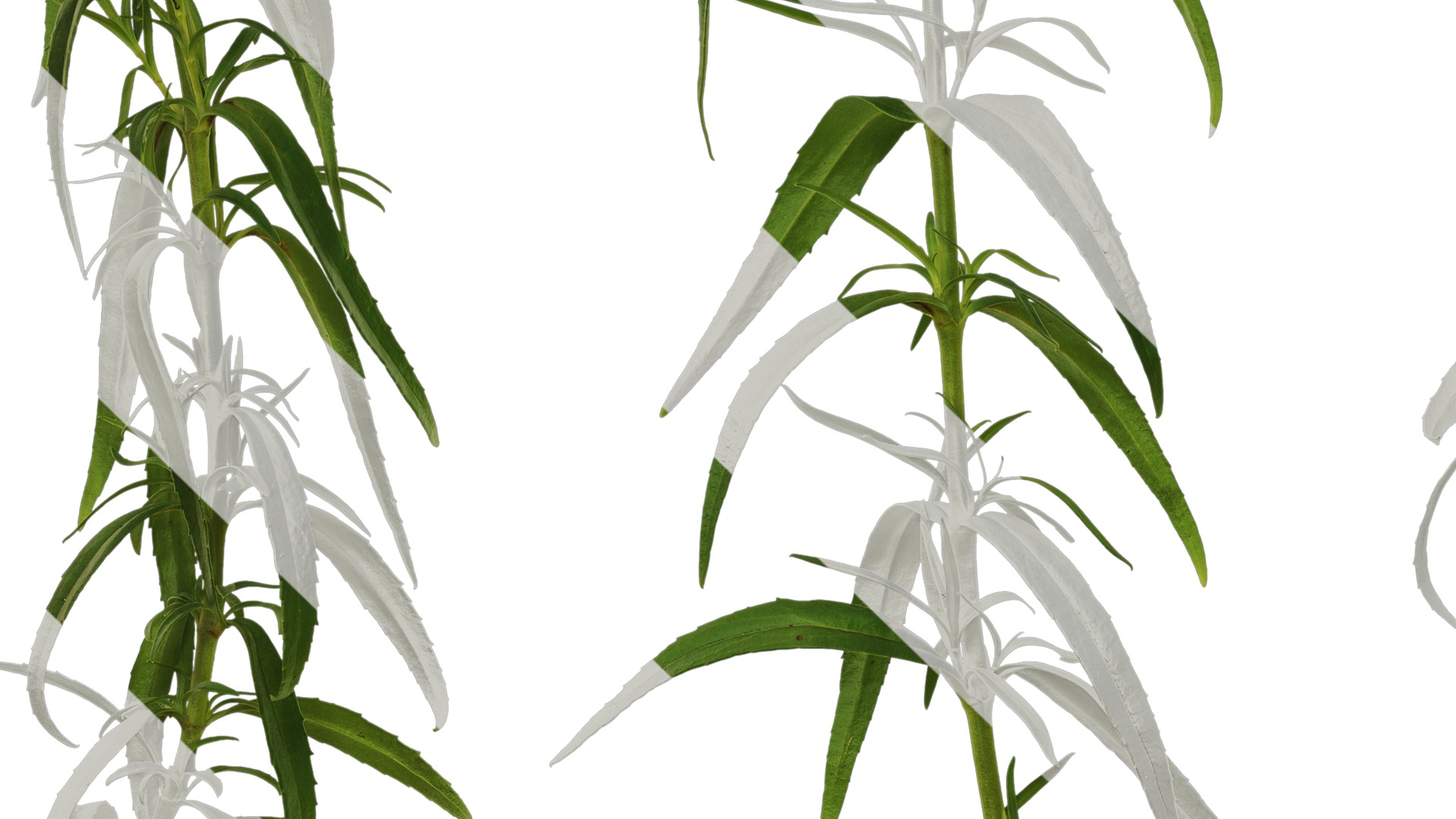 Anydrafts Physostegia virginiana Atlas 01 Texture_5