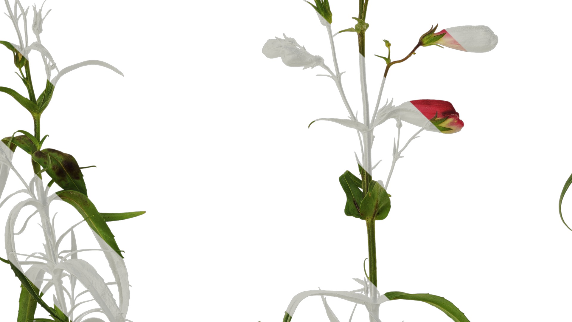 Anydrafts Physostegia virginiana Atlas 01 Texture_3