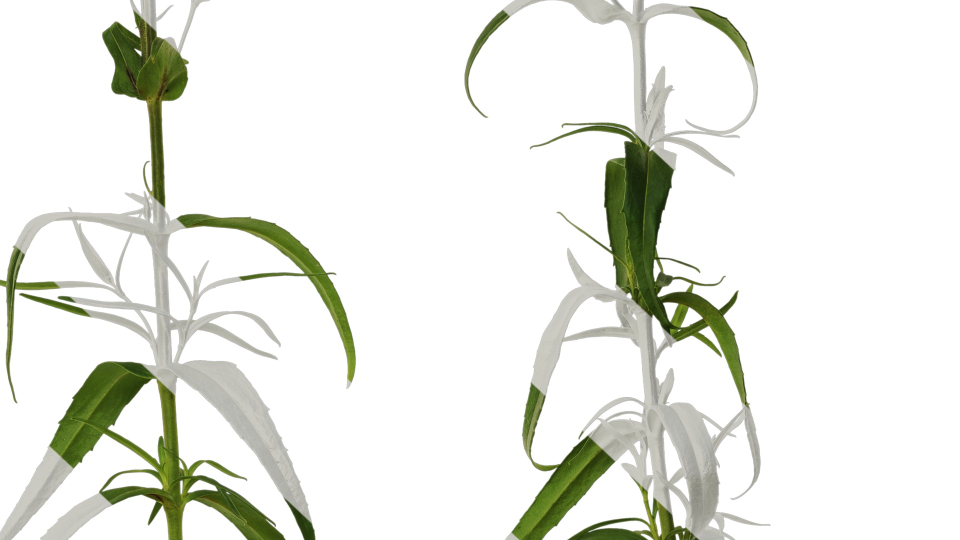 Anydrafts Physostegia virginiana Atlas 01 Texture_7