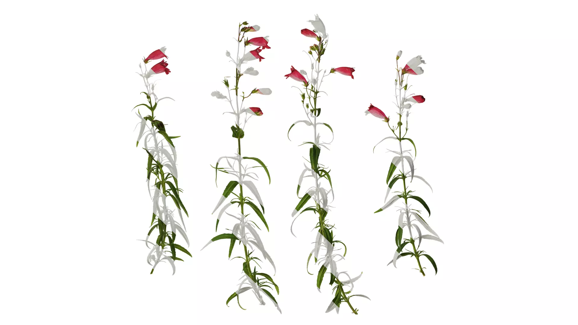 Anydrafts Physostegia virginiana Atlas 01 Texture_0
