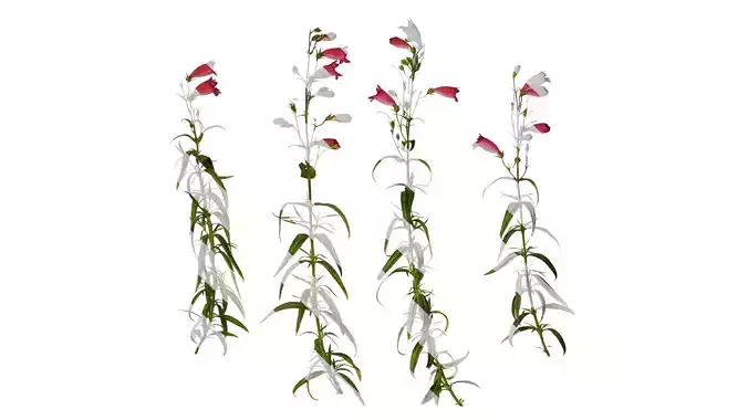 Anydrafts Physostegia virginiana Atlas 01 Texture
