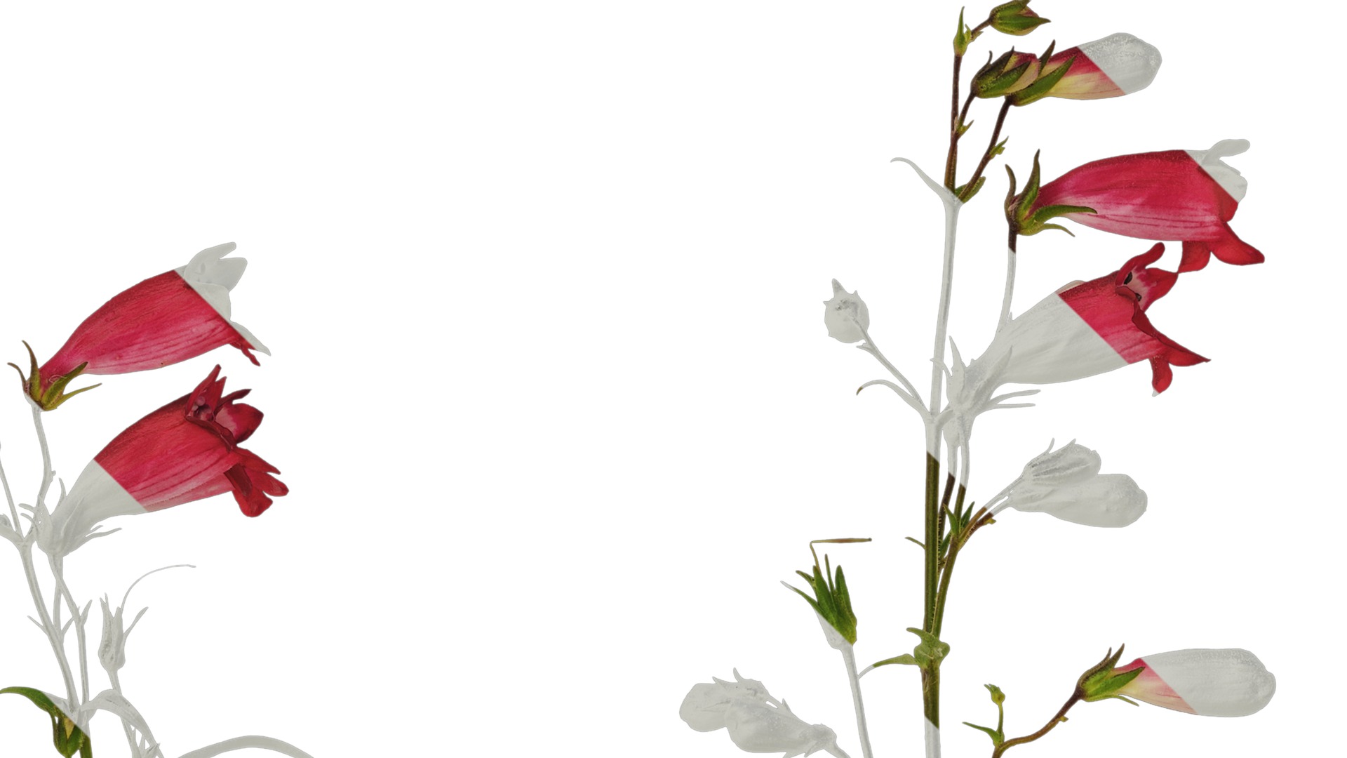 Anydrafts Physostegia virginiana Atlas 01 Texture_1