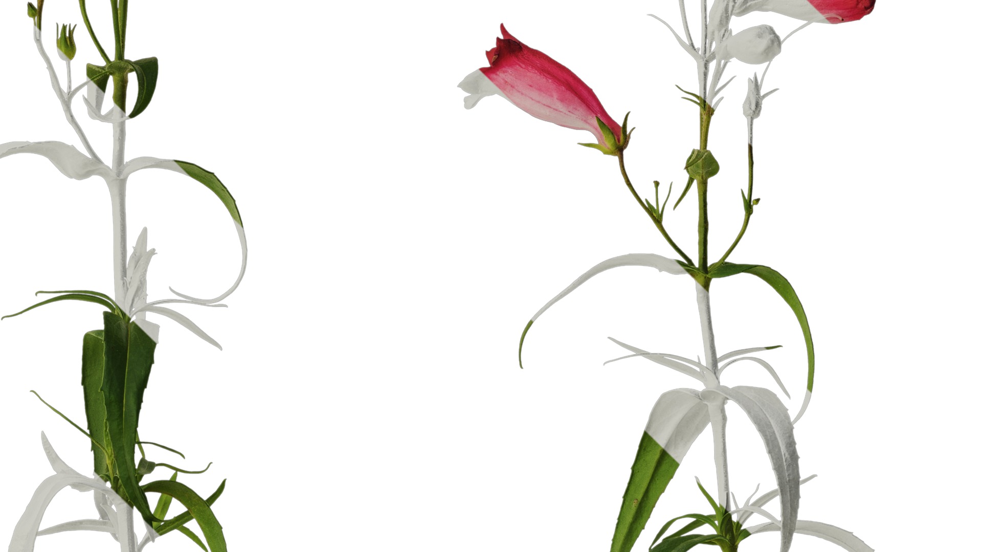 Anydrafts Physostegia virginiana Atlas 01 Texture_4