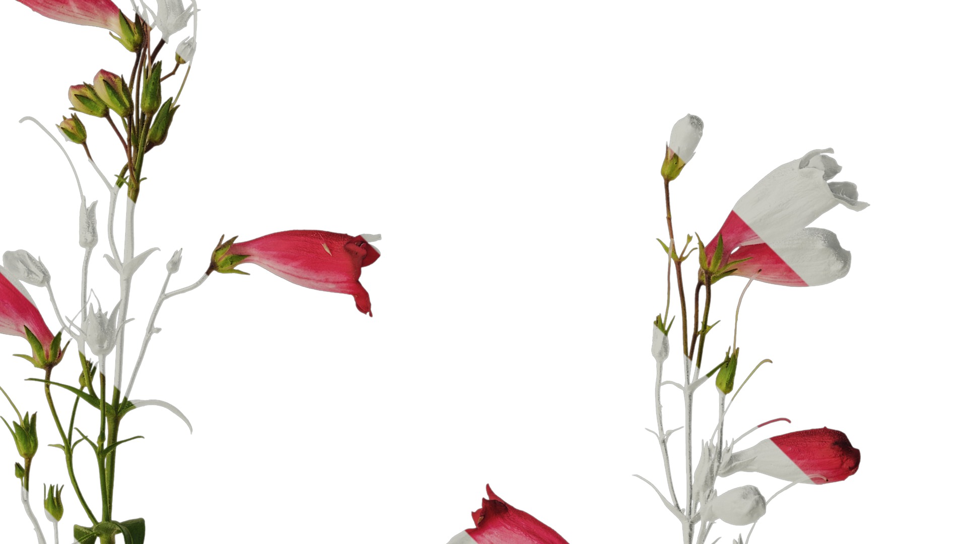 Anydrafts Physostegia virginiana Atlas 01 Texture_2