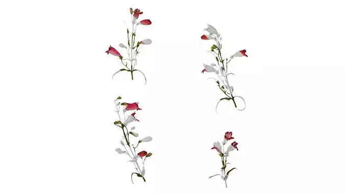Anydrafts Physostegia virginiana Atlas 02 Texture