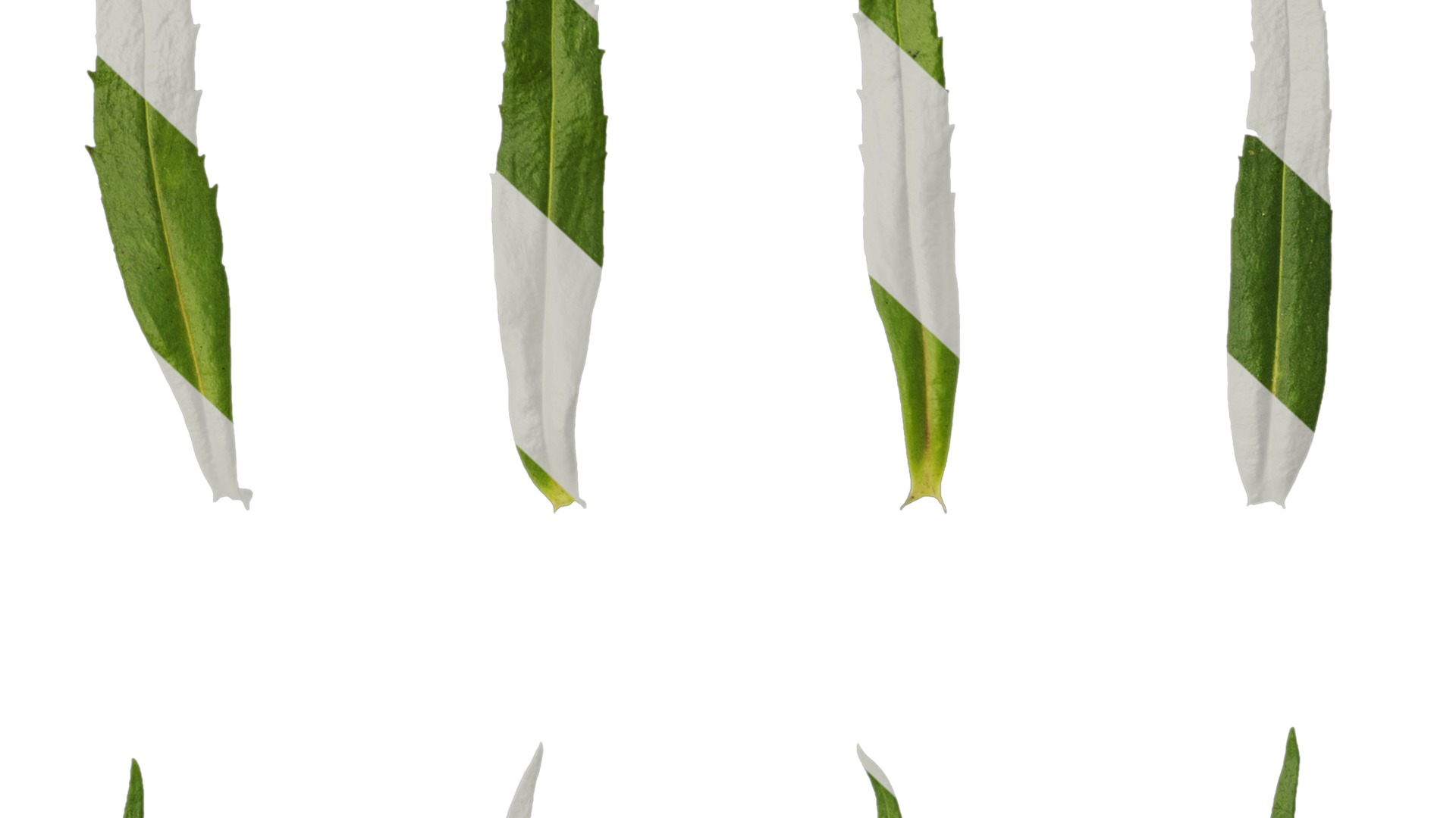 Anydrafts Physostegia virginiana Leaf 01 Texture_6