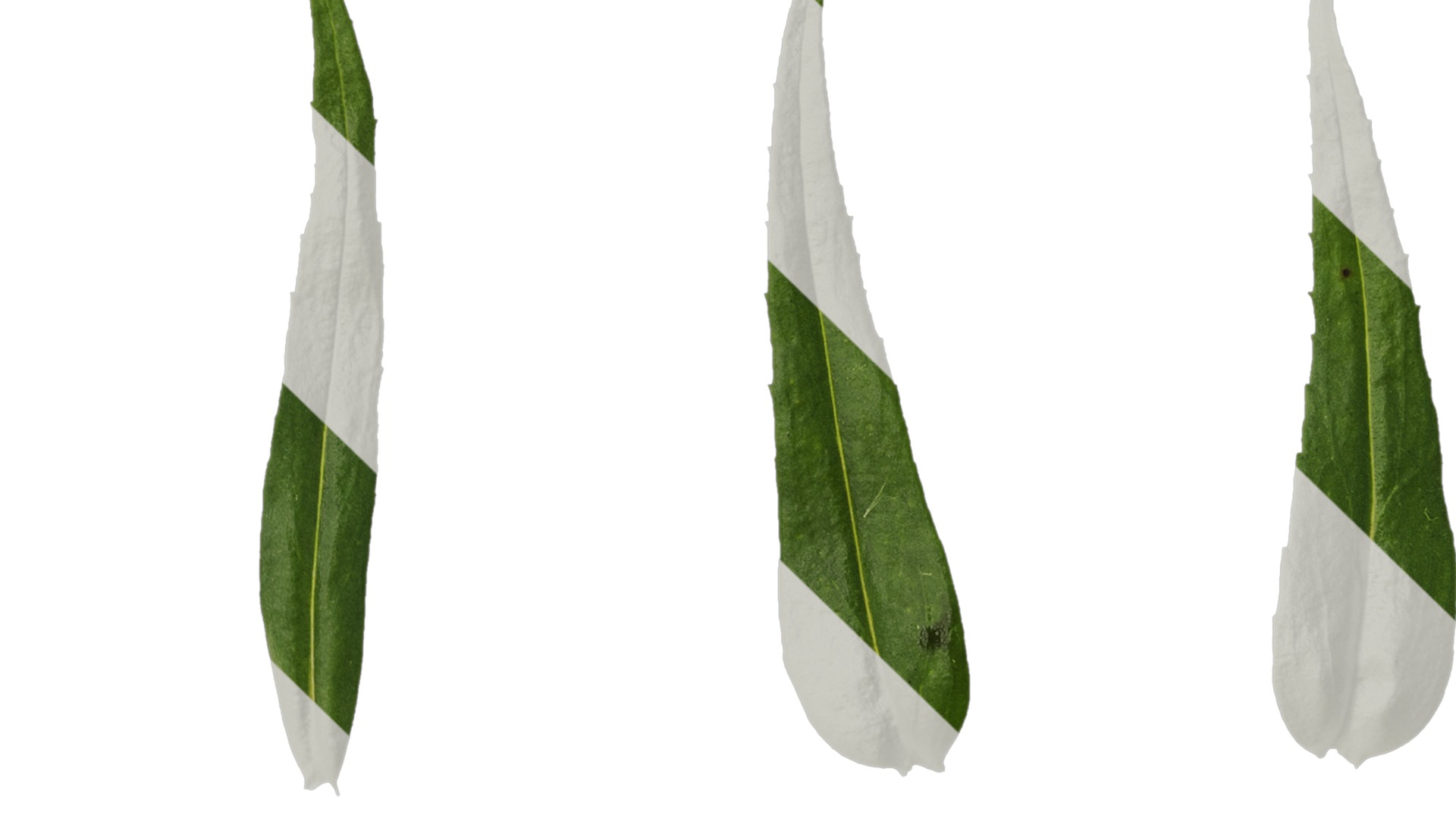 Anydrafts Physostegia virginiana Leaf 01 Texture_1