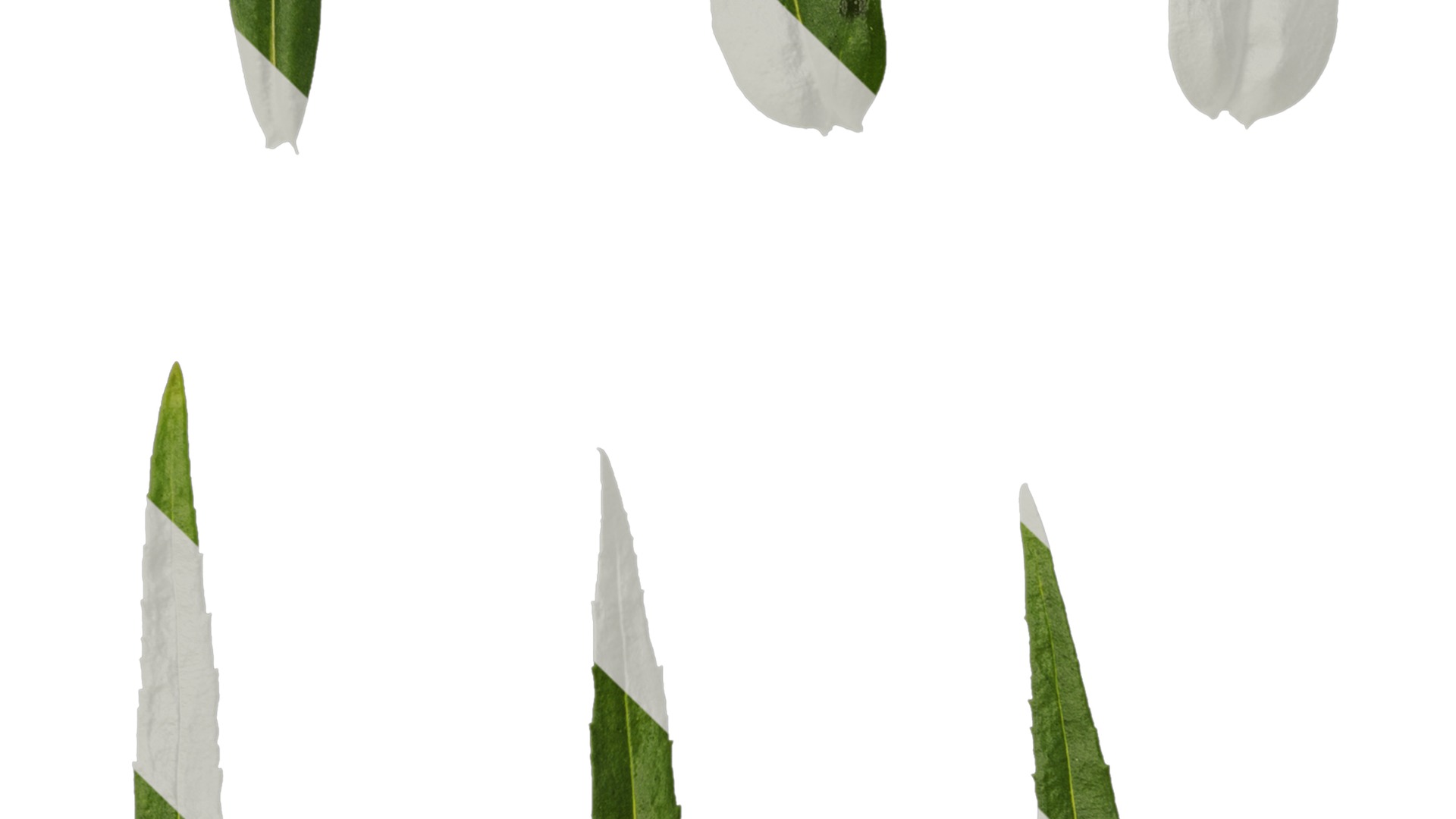 Anydrafts Physostegia virginiana Leaf 01 Texture_3