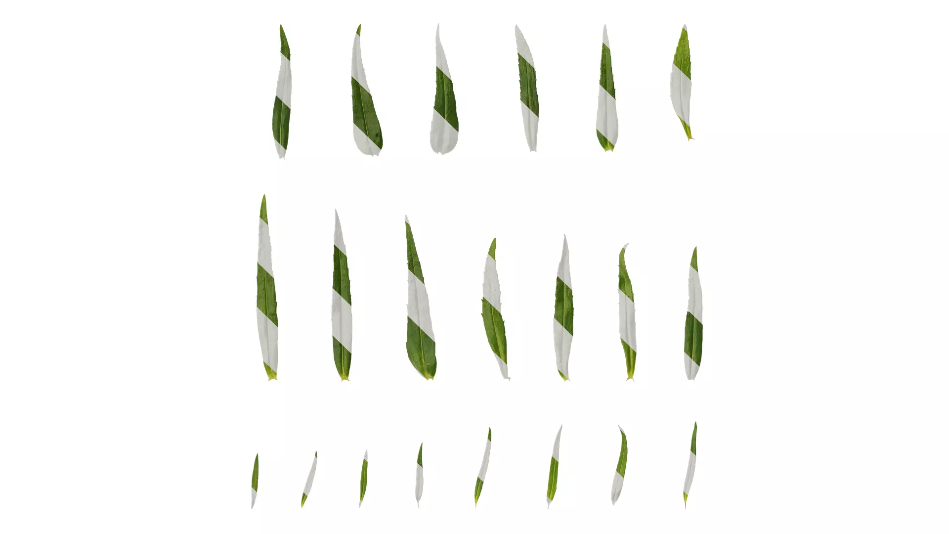 Anydrafts Physostegia virginiana Leaf 01 Texture_0
