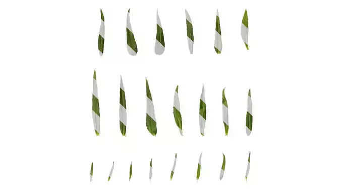 Anydrafts Physostegia virginiana Leaf 01 Texture