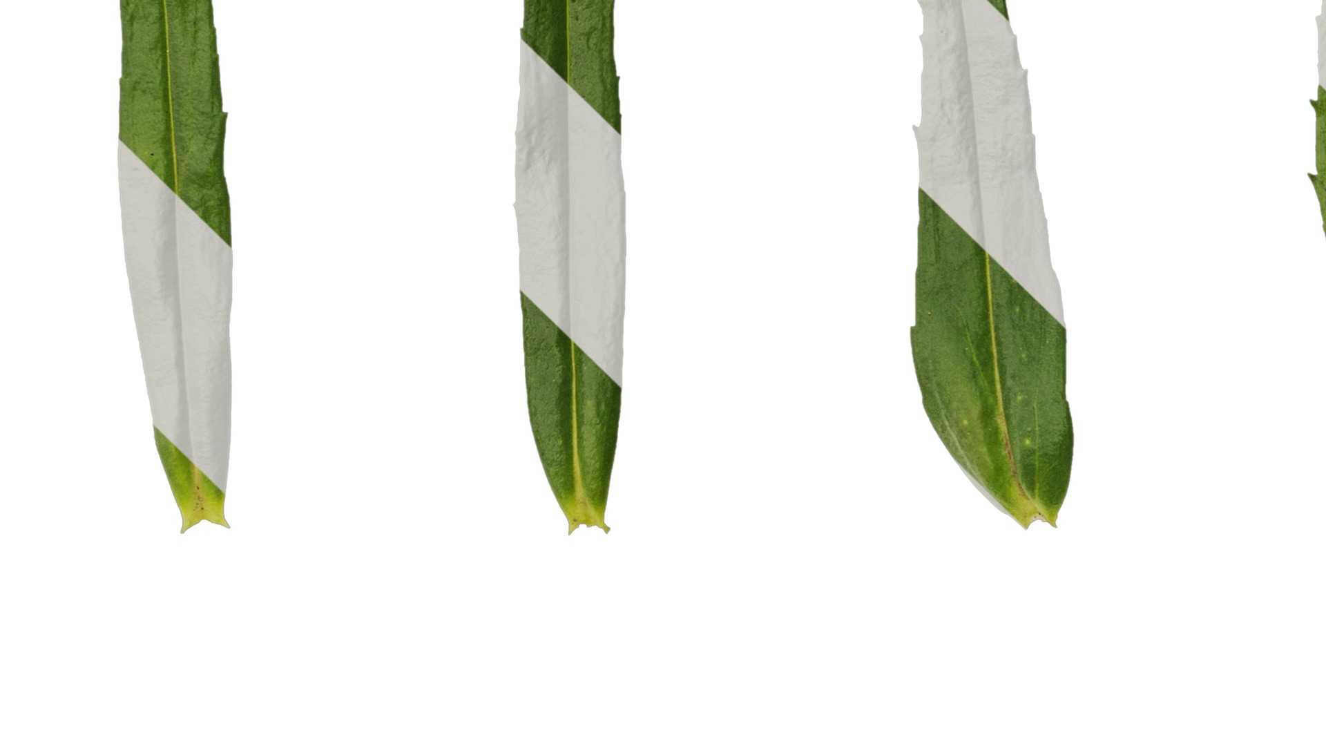 Anydrafts Physostegia virginiana Leaf 01 Texture_5