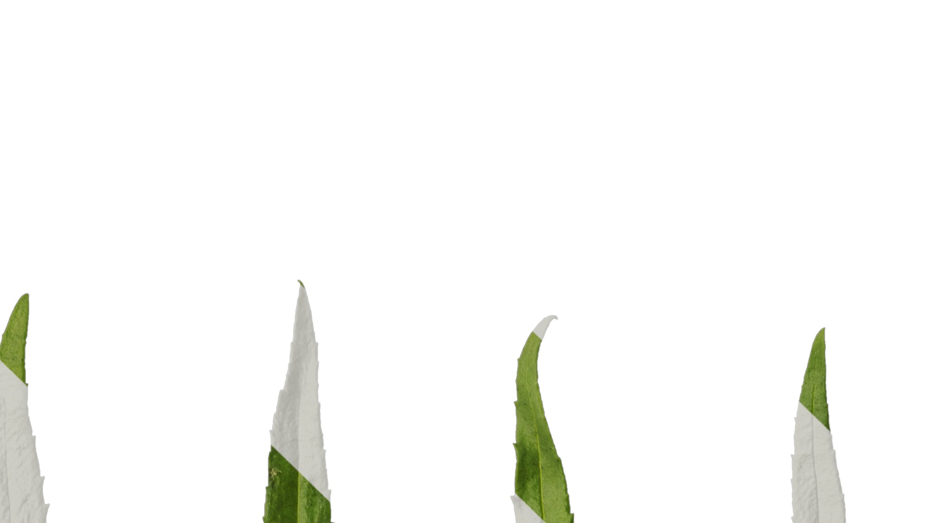 Anydrafts Physostegia virginiana Leaf 01 Texture_4