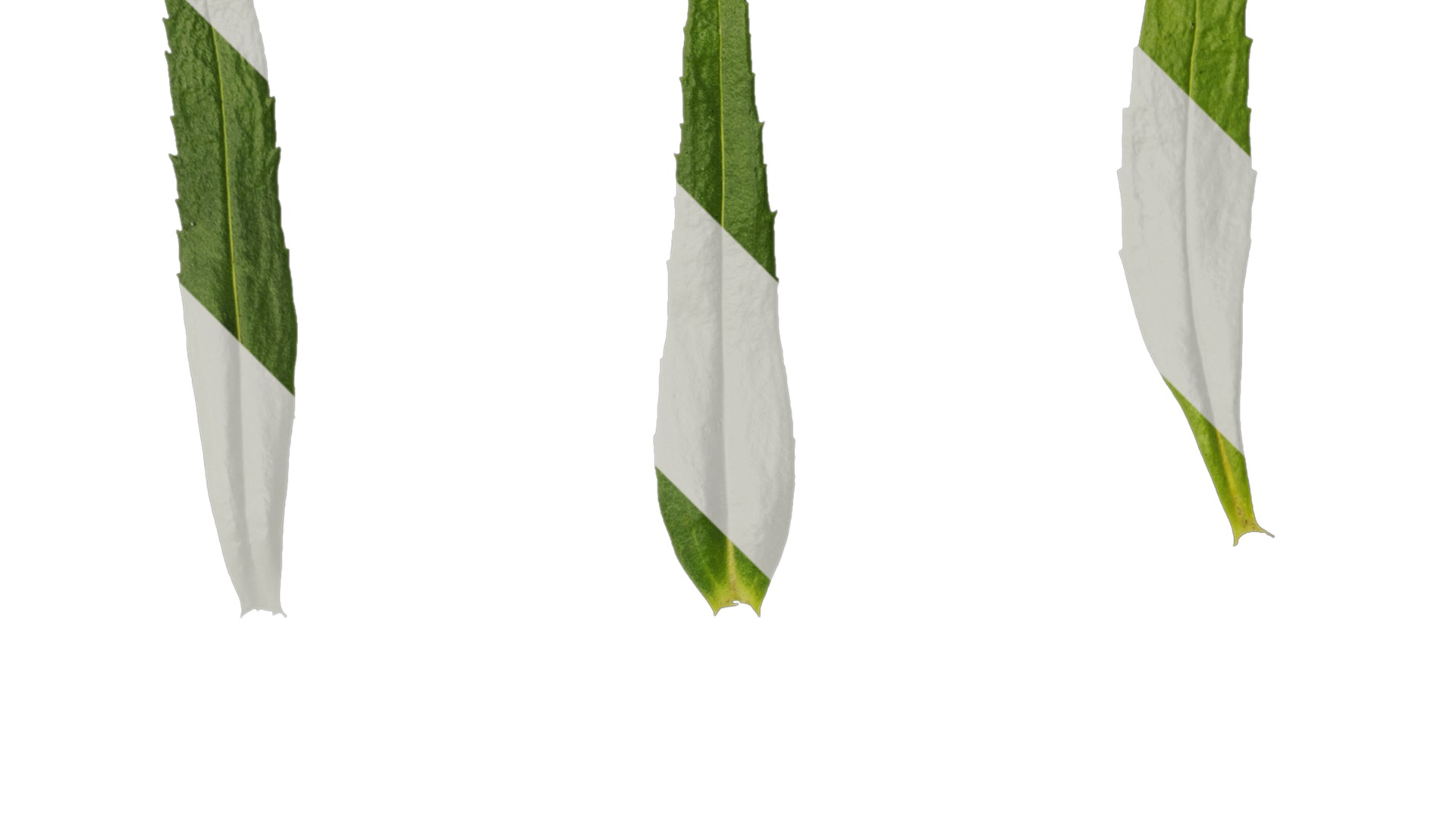 Anydrafts Physostegia virginiana Leaf 01 Texture_2