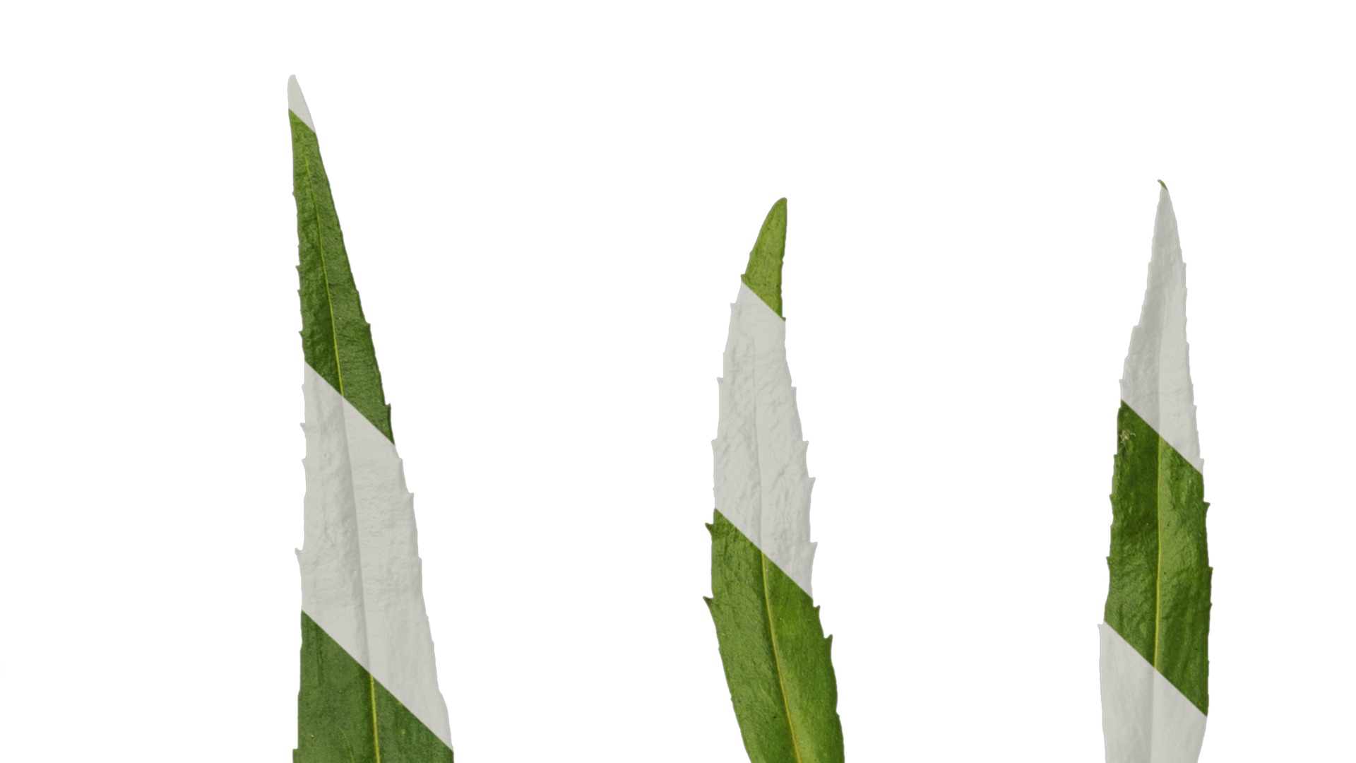 Anydrafts Physostegia virginiana Leaf 01 Texture_7