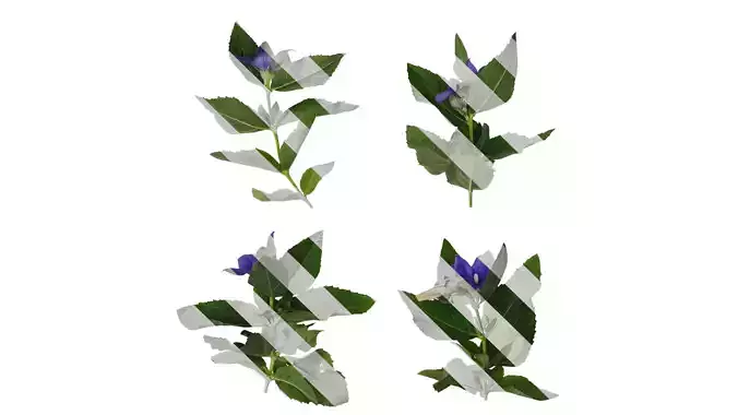 Anydrafts Platycodon grandiflorus Atlas 01