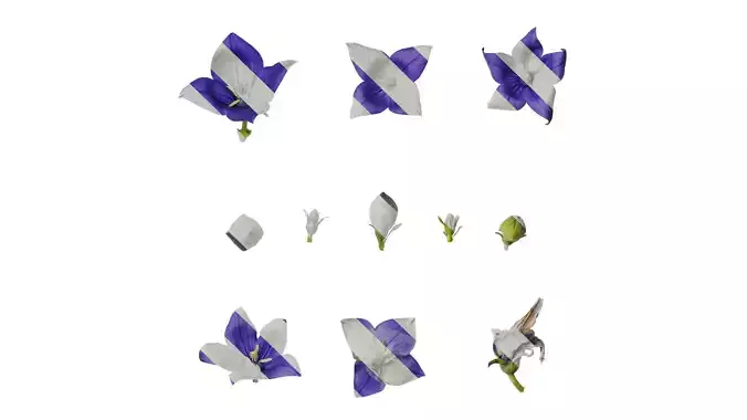 Anydrafts Platycodon grandiflorus Flower 01