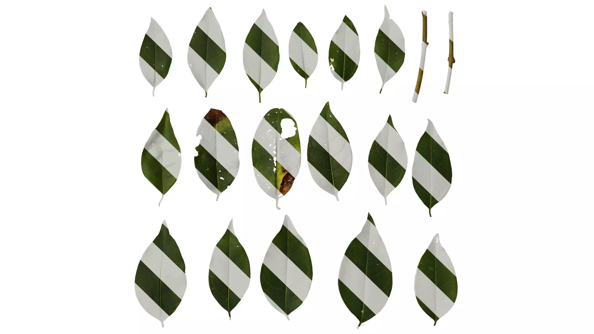 Anydrafts Ligustrum compactum Leaf 11 Texture