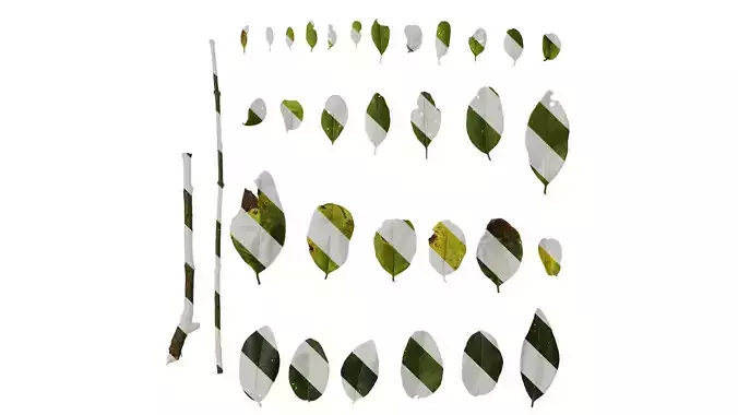 Anydrafts Ligustrum lucidum Leaf 01