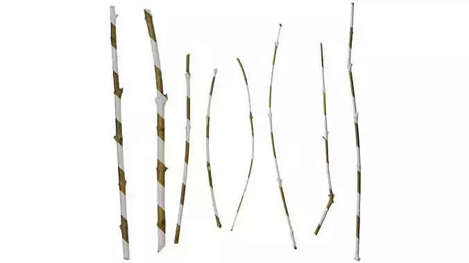 Anydrafts Ligustrum lucidum Stem 01