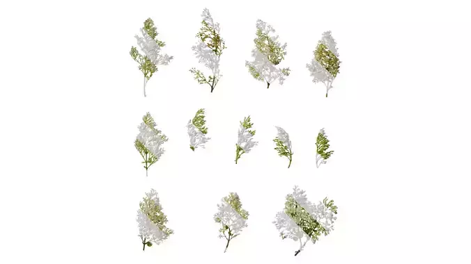 Anydrafts Ligustrum obtusifolium Flower 01