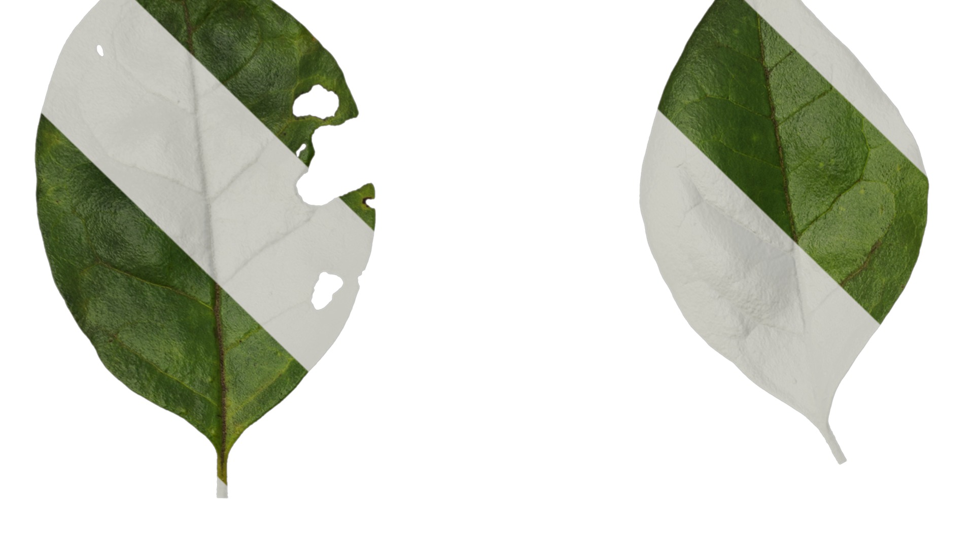 Anydrafts Ligustrum obtusifolium Leaf 01 Texture_1