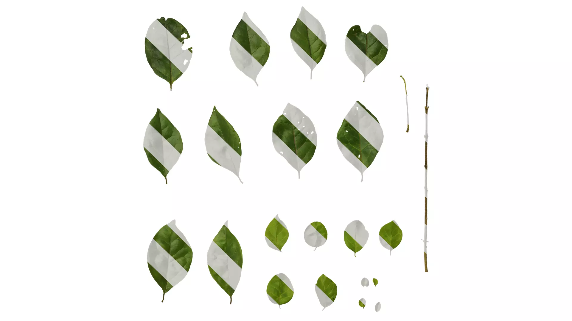 Anydrafts Ligustrum obtusifolium Leaf 01 Texture_0