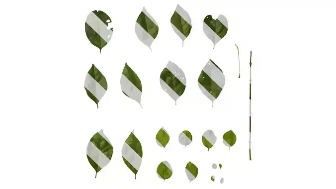 Anydrafts Ligustrum obtusifolium Leaf 01