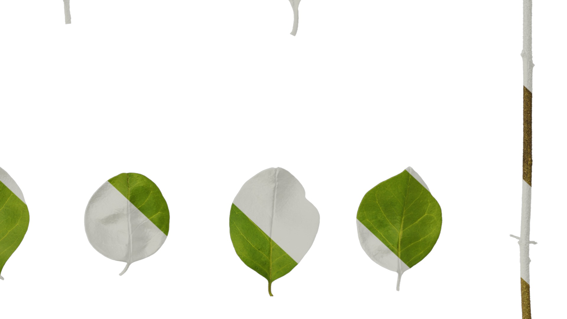 Anydrafts Ligustrum obtusifolium Leaf 01 Texture_6