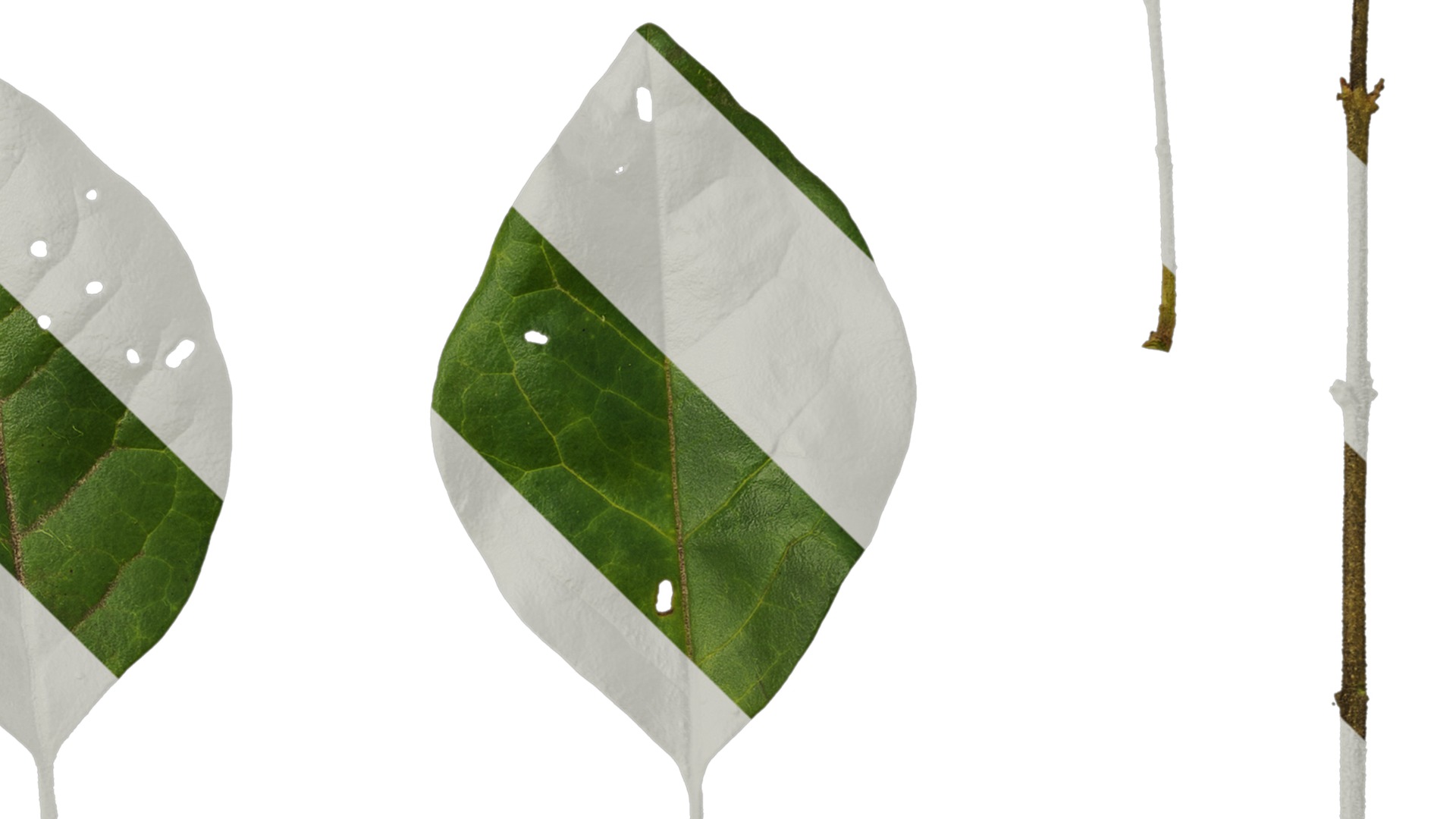 Anydrafts Ligustrum obtusifolium Leaf 01 Texture_4