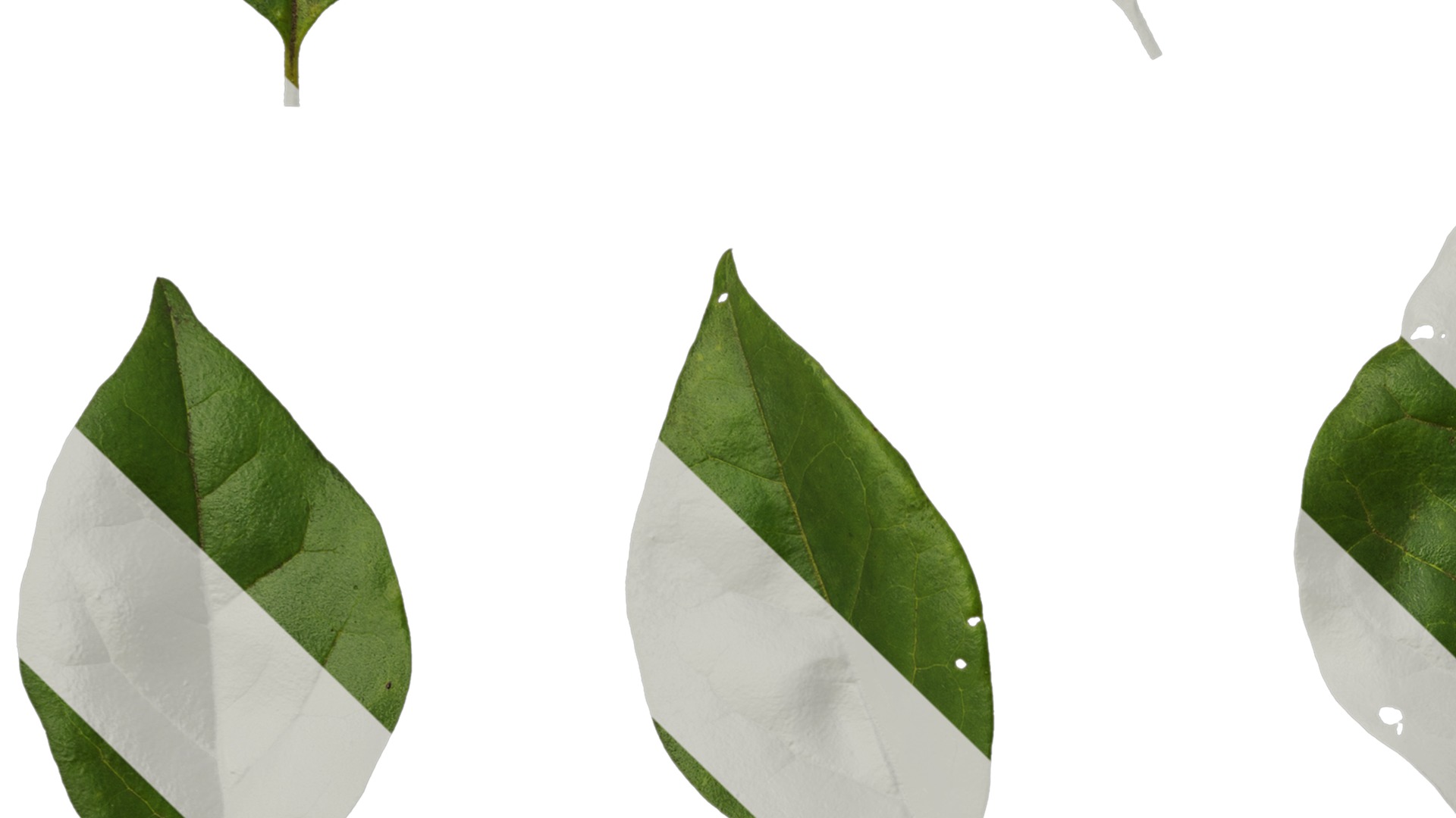 Anydrafts Ligustrum obtusifolium Leaf 01 Texture_3