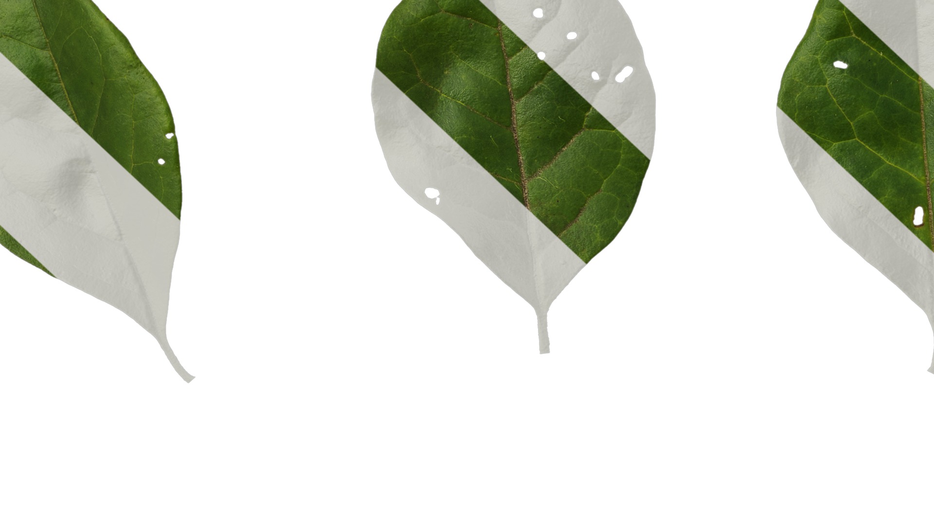 Anydrafts Ligustrum obtusifolium Leaf 01 Texture_7