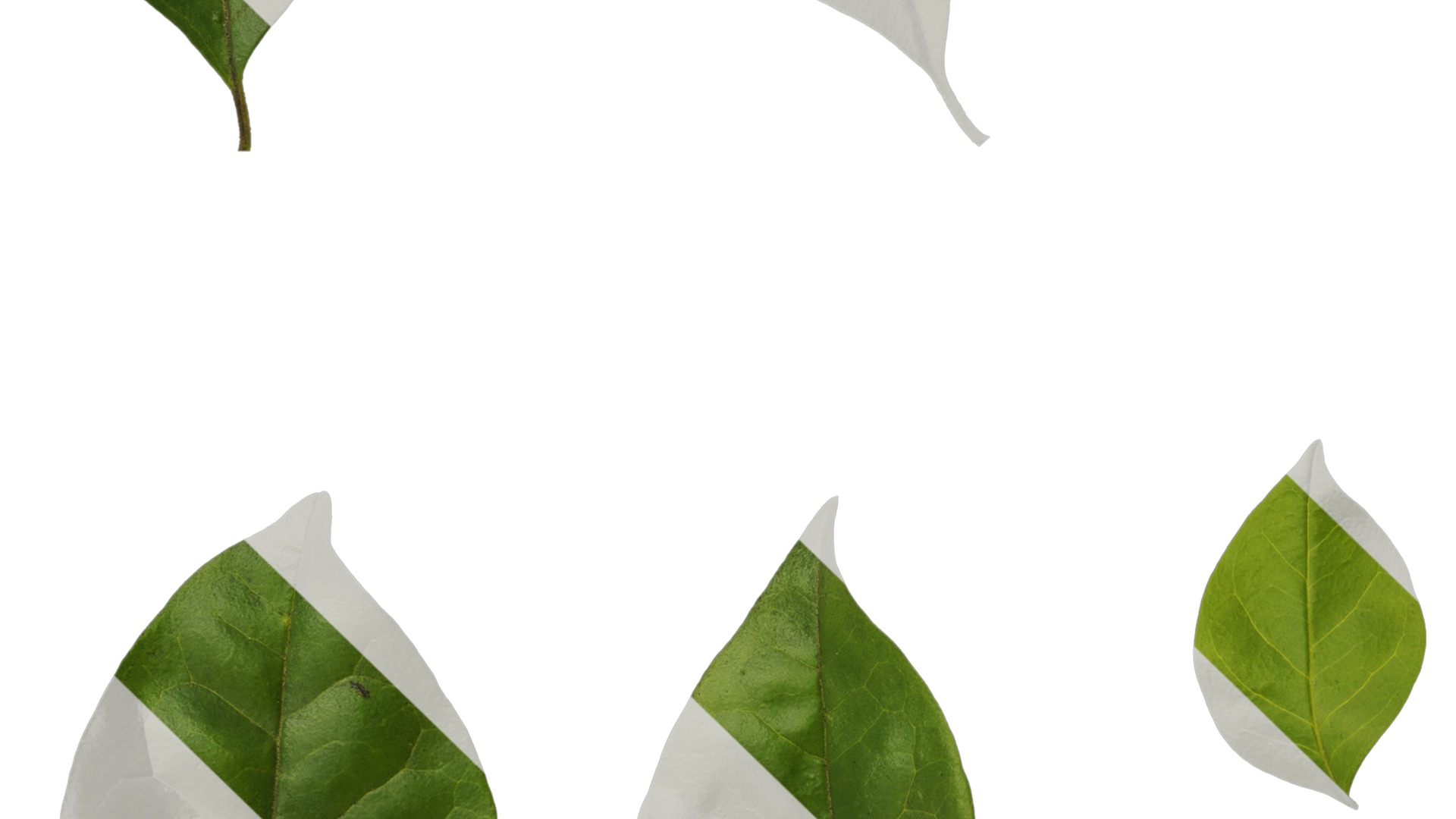 Anydrafts Ligustrum obtusifolium Leaf 01 Texture_5