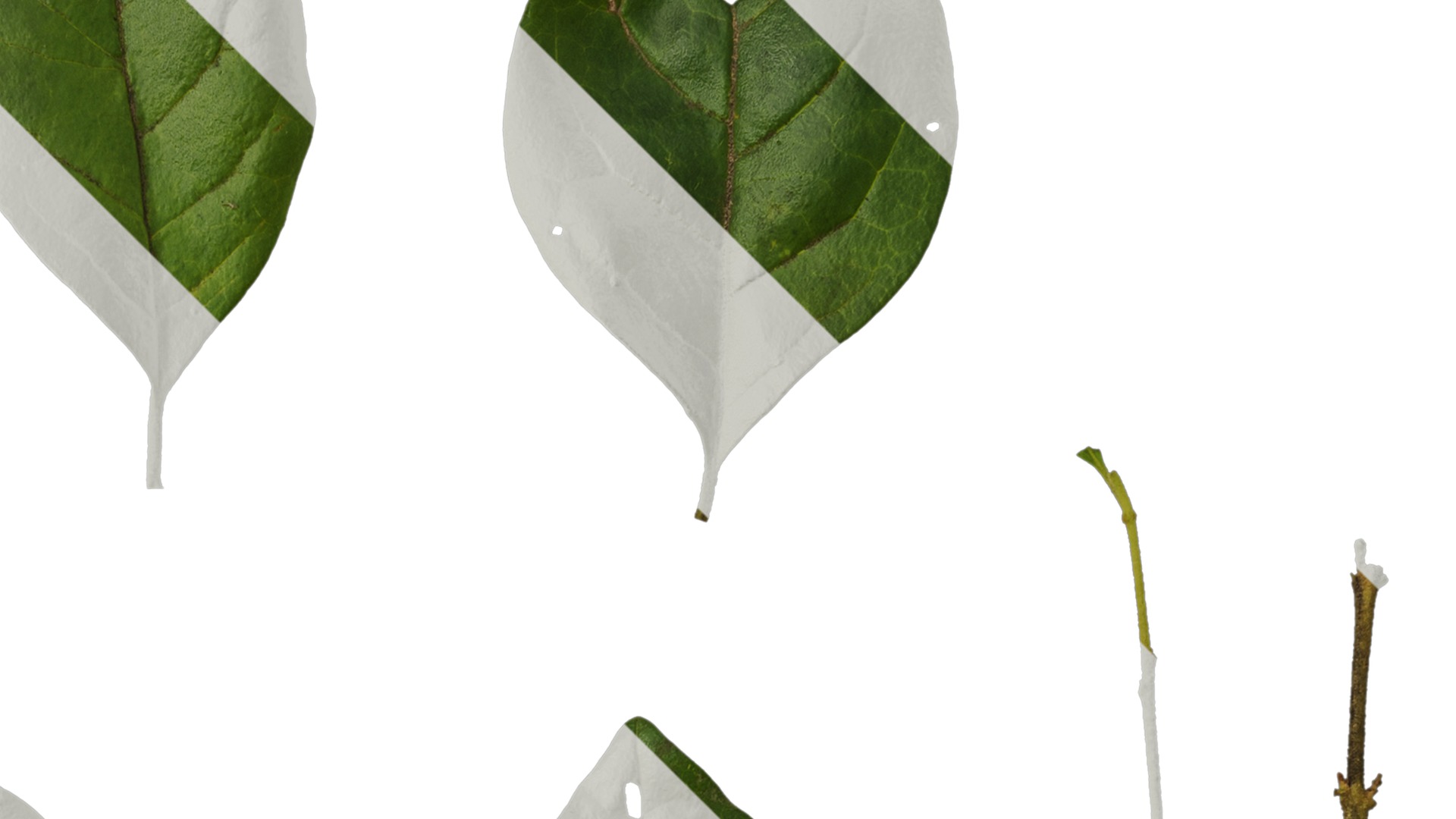 Anydrafts Ligustrum obtusifolium Leaf 01 Texture_2