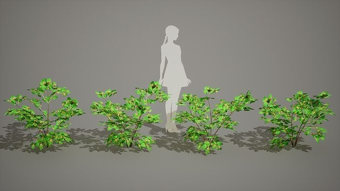 Korean Endemic Species Plant - 4 Ulleung raspberry Tree Low-poly 3D model 6